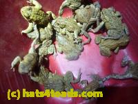 /home//u458753944/public_html/sourcegallery//Roxborough Toad Detour/2013-2019/2013/2013-04-09/P1120093.JPG